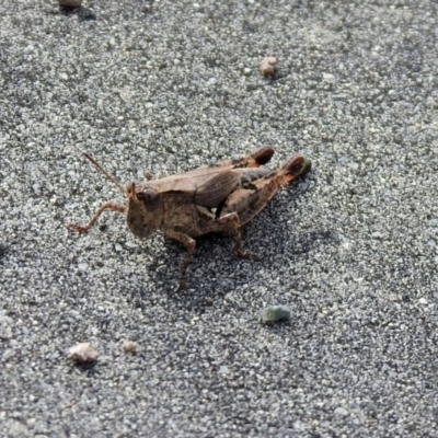 Phaulacridium vittatum (Wingless Grasshopper) at Hume, ACT - 28 Mar 2021 by RodDeb