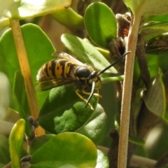 Vespula germanica (European Wasp, German Yellowjacket Wasp) at Hume, ACT - 28 Mar 2021 by RodDeb