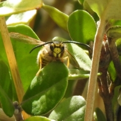 Vespula germanica at Hume, ACT - 28 Mar 2021 03:55 PM