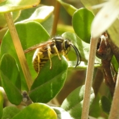 Vespula germanica at Hume, ACT - 28 Mar 2021 03:55 PM