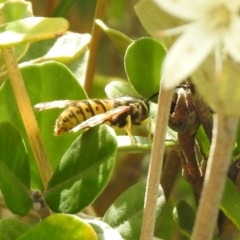 Vespula germanica at Hume, ACT - 28 Mar 2021