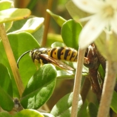 Vespula germanica at Hume, ACT - 28 Mar 2021