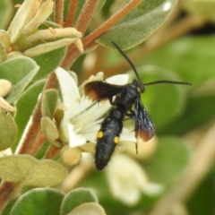 Laeviscolia frontalis (Two-spot hairy flower wasp) at Hume, ACT - 28 Mar 2021 by RodDeb