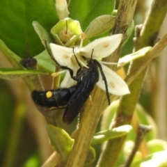 Laeviscolia frontalis at Hume, ACT - 28 Mar 2021 03:54 PM