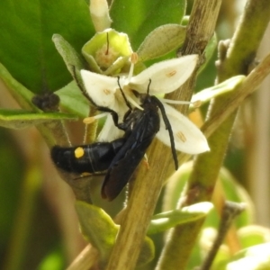 Laeviscolia frontalis at Hume, ACT - 28 Mar 2021 03:54 PM