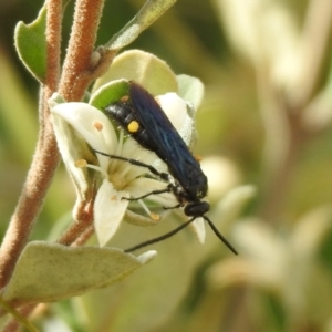 Laeviscolia frontalis at Hume, ACT - 28 Mar 2021