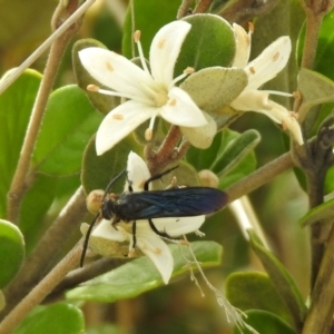 Laeviscolia frontalis at Hume, ACT - 28 Mar 2021