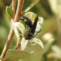 Laeviscolia frontalis at Hume, ACT - 28 Mar 2021 03:54 PM