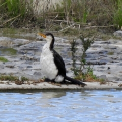 Microcarbo melanoleucos (Little Pied Cormorant) at Hume, ACT - 28 Mar 2021 by RodDeb