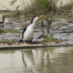 Microcarbo melanoleucos at Hume, ACT - 28 Mar 2021