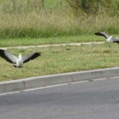 Vanellus miles (Masked Lapwing) at Hume, ACT - 28 Mar 2021 by RodDeb