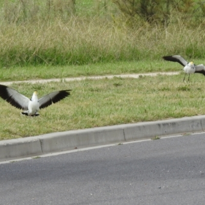 Vanellus miles (Masked Lapwing) at Hume, ACT - 28 Mar 2021 by RodDeb