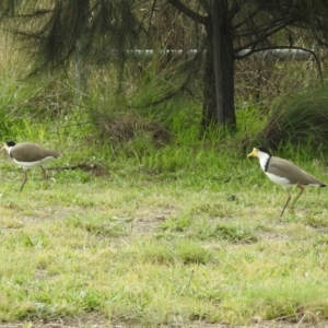 Vanellus miles at Hume, ACT - 28 Mar 2021