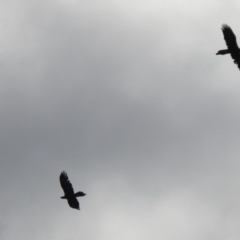 Aquila audax at Hume, ACT - 28 Mar 2021 03:34 PM