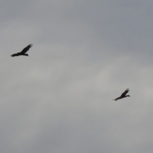 Aquila audax at Hume, ACT - 28 Mar 2021 03:34 PM