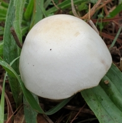 zz agaric (stem; gills white/cream) at Cook, ACT - 23 Mar 2021 by drakes