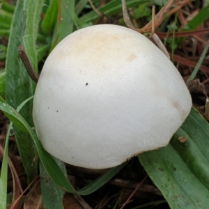 zz agaric (stem; gills white/cream) at Cook, ACT - 24 Mar 2021