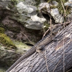 Intellagama lesueurii lesueurii (Eastern Water Dragon) at Woodlands - 27 Mar 2021 by Aussiegall