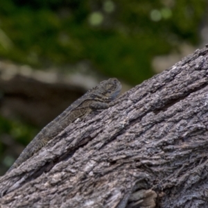 Intellagama lesueurii lesueurii at Woodlands, NSW - 27 Mar 2021