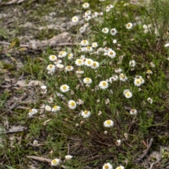 Helichrysum calvertianum (Everlasting Daisy) at Woodlands - 26 Mar 2021 by Aussiegall