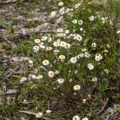 Helichrysum calvertianum (Everlasting Daisy) at Wingecarribee Local Government Area - 26 Mar 2021 by Aussiegall