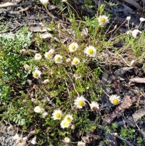 Helichrysum calvertianum at Woodlands, NSW - suppressed