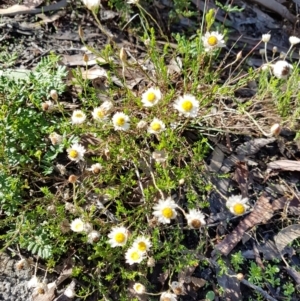 Helichrysum calvertianum at Woodlands, NSW - 27 Mar 2021