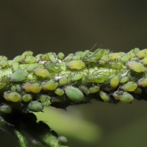 Aphididae (family) at Downer, ACT - 26 Mar 2021