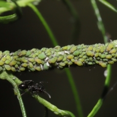 Aphididae (family) at Downer, ACT - 26 Mar 2021