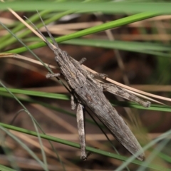 Coryphistes ruricola (Bark-mimicking Grasshopper) at ANBG - 26 Mar 2021 by TimL