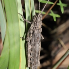 Coryphistes ruricola at Acton, ACT - 26 Mar 2021