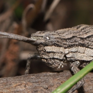 Coryphistes ruricola at Acton, ACT - 26 Mar 2021