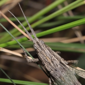 Coryphistes ruricola at Acton, ACT - 26 Mar 2021