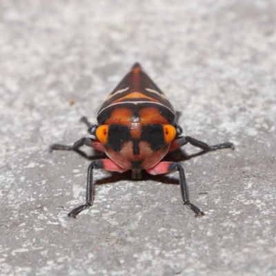 Eurymeloides pulchra (Gumtree hopper) at Downer, ACT - 28 Mar 2021 by TimL