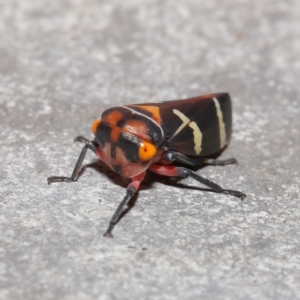 Eurymeloides pulchra at Downer, ACT - 28 Mar 2021 11:28 AM