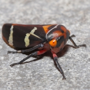 Eurymeloides pulchra at Downer, ACT - 28 Mar 2021 11:28 AM