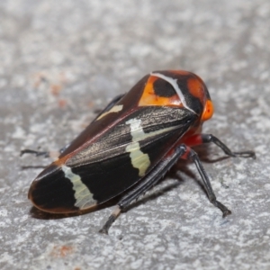 Eurymeloides pulchra at Downer, ACT - 28 Mar 2021 11:28 AM