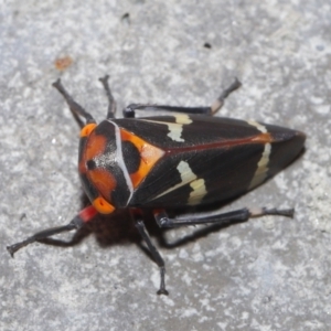 Eurymeloides pulchra at Downer, ACT - 28 Mar 2021 11:28 AM