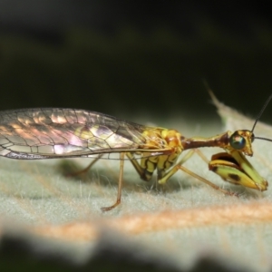 Spaminta minjerribae at Downer, ACT - 28 Mar 2021 11:32 AM