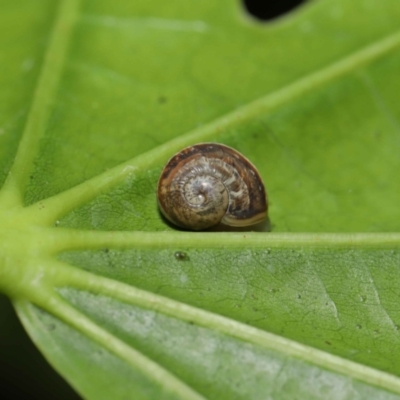 Cornu aspersum (Common Garden Snail) at ANBG - 28 Mar 2021 by TimL