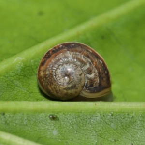 Cornu aspersum at Acton, ACT - 28 Mar 2021