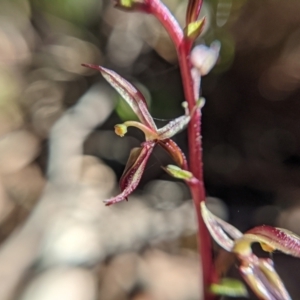 Acianthus exsertus at Currawang, NSW - suppressed