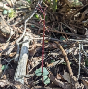 Acianthus exsertus at Currawang, NSW - suppressed