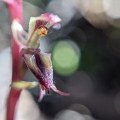 Acianthus exsertus at Currawang, NSW - suppressed