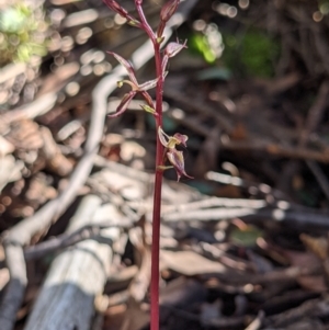 Acianthus exsertus at Currawang, NSW - 26 Mar 2021
