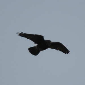 Falco berigora at Kosciuszko National Park, NSW - 27 Mar 2021 09:44 AM