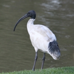 Threskiornis molucca (Australian White Ibis) at Wodonga, VIC - 28 Mar 2021 by PaulF