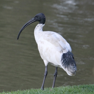 Threskiornis molucca (Australian White Ibis) at Wodonga - 28 Mar 2021 by PaulF