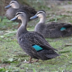 Anas superciliosa (Pacific Black Duck) at Wodonga, VIC - 28 Mar 2021 by PaulF