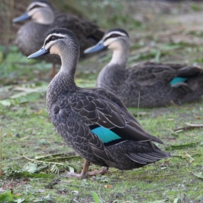 Anas superciliosa (Pacific Black Duck) at Belvoir Park - 28 Mar 2021 by PaulF